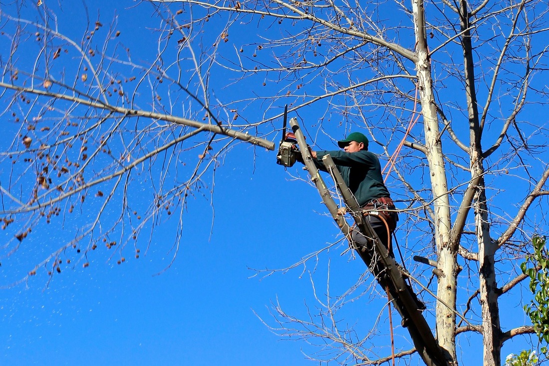 rochester tree removal service, trimming tree